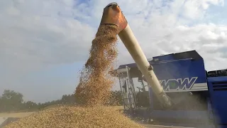 Rozpoczynamy żniwa 2021! Jęczmień ozimy pod kosą! Siatka rolnicza kupiona - DZIAŁAMY 💪