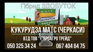 Кукурудза Маїс - Здобуток (Черкаси) від ТОВ "ЄвроАгро Трейд"