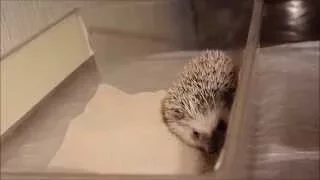 Ворсанофий купается в песочке. Hedgehog sandy bath