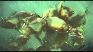 Piranha Feeding Frenzy