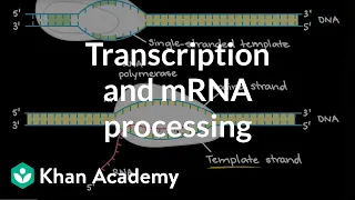 Transcription and mRNA processing | Biomolecules | MCAT | Khan Academy