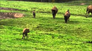 Bouncing Baby Bison