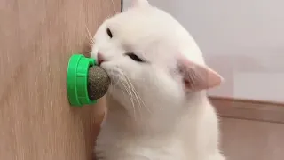 Catnip Wall Balls | Packed with Fresh Catnip