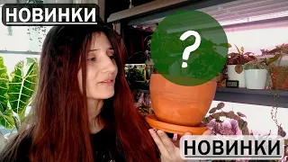 Обзор новинок. Моя "маленькая" мечта сбылась))