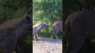 Hyenas try pull lion off buffalo by its tail 😳