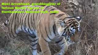 Glimpses of Arrowhead tigress T-84, granddaughter of Machli, Ranthambore RTR on Global Tiger Day