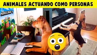 Animales Actuando Como Personas Captados En Cámara - Parte 2