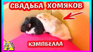 Свадьба Хомки PEPSI с ПЕРСИКОМ / СКОЛЬКО ЖДАТЬ ХОМЯЧАТ кэмпбелла? / Alisa Easy Pets