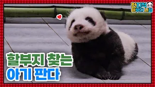 (SUB) Fubao's Twin Younger Sister Pandas Looking For Zookeeper🐼│ Panda World