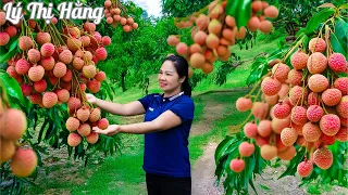 Harvesting Lychee & Go to the Market Sell - Harvesting & Cooking || Ly Thi Hang Daily Life