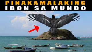 Pinakamalaking Ibon sa kasaysayan ng mundo | HIGANTENG IBON| Biggest Birds in History | bird hunt