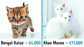 19 fantastische Katzen, die ein Vermögen wert sind