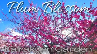 Plum Blossom 'Ume' Japan 梅まつり(Kairakuen Garden) Travelling during Pandemic