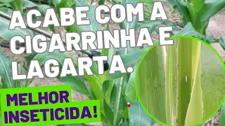 O MELHOR INSETICIDA PARA  CIGARRINHA E LAGARTA DO MILHO!