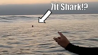 Great White Shark Clears the Line Up while Surfing in San Diego