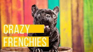 Funny and Cute French Bulldog Puppies Compilation - Crazy French Bulldog #4