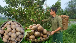 Harvesting sapodilla fruits to sell at the market, continuing to garden and grow pineapples Ep 162