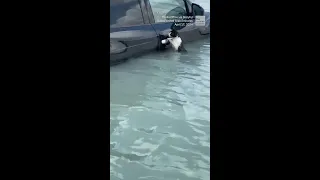 Cat Rescued From Flooded Street in Dubai