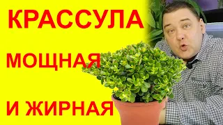 Как вырастить МОЩНУЮ и ЖИРНУЮ КРАССУЛУ (ТОЛСТЯНКУ) ВСЕМ НА ЗАВИСТЬ [СТОИТ ГЛЯНУТЬ]