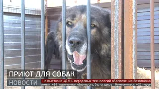 Приют для собак. Новости. 05/06/2024. GuberniaTV