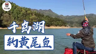 实战！千岛湖钓黄尾，最后竟然放掉黄尾，留下小杂鱼【户外老曹】