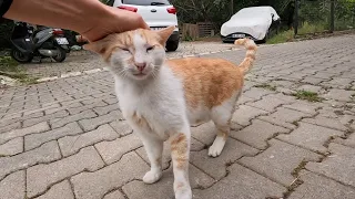 The old ginger cat and her timid friend