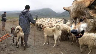 KURTLARLA GEZEN ÇOBAN KÖPEĞİ ! ( 1.BÖLÜM ) KURT KIZANINA GİDEN SÜRÜ KÖPEĞİ, DİŞİ KURT VE KANGAL DOGS