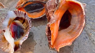 [Collection] Super-large conches are all over the beach. Niu Niu scrambled to pick them up  and a f