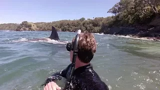 Swimming with orca in New Zealand
