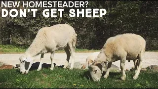 Why You Probably Should Not Get Sheep