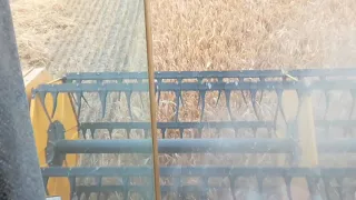 Harvesting barley. Puintia.