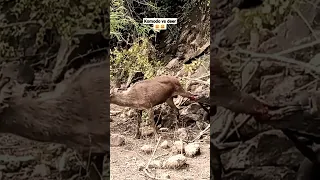Komodo Dragon Vs Deer By Eating. #shikar #short #animals