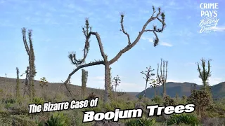 What On Earth is a Boojum Tree?