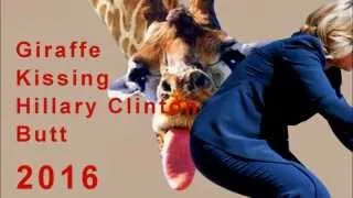 BREAKING NEWS - Giraffe Kissing Hillary Clinton Butt #127