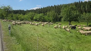 Germany 🇩🇪 Как Выглядят Овцы 🐑 в Германии?