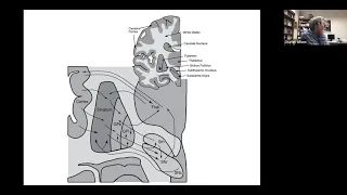 Charlie Wilson: From neurons to networks in the globus pallidus