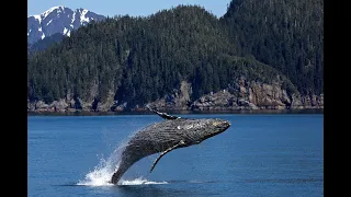 Amazing Whale 2021 | Blue Whale in action | Is whale a Largest mammal on planet Earth | #Shorts