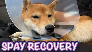 Shiba Inu Puppy Spay Recovery | Shiba Inu Surgery Tips #ShibaInu