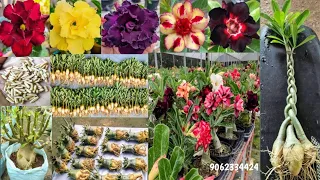 Adenium plant Wholesale market || Top adenium Flower collection || Adenium grrafting plant and seed