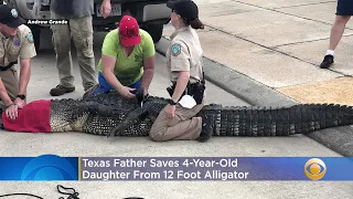 Texas Father Saves 4-Year-Old Daughter From 12 Foot Alligator
