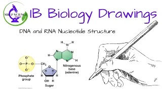 Drawing Nucleotide