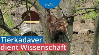 Tote Hirschkuh hängt in Baumkrone im Nationalpark Sächsische Schweiz | MDR um 4 | MDR