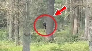 Scientists are confused! An animal that does not exist in the world was photographed in the forest!