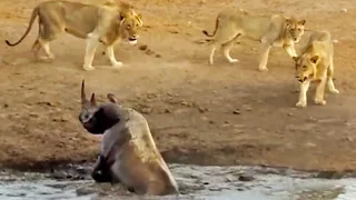 3 Lions Attack Black Rhino That's Stuck in Mud