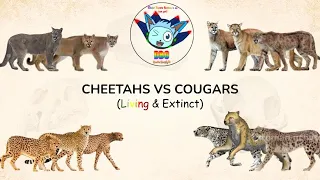 CHEETAHS VS COUGARS: Size Comparison with Conservation Status (LIVING & EXTINCT)