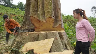 Amazing Skill Huge Tree Felling With Chainsaw, Brave, Dangerous Stihl Chainsaw Cutting Tree Down