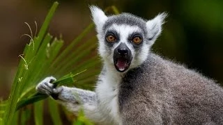 San Diego Zoo Kids - Lemurs