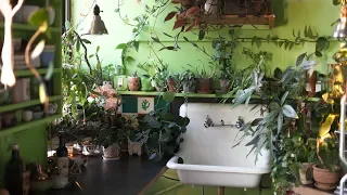 750+ Houseplant Tour (Kitchen—Part I) — Plant One On Me — Ep 090