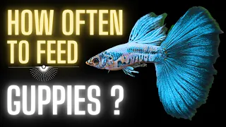 Guppy Fish Care – How Often to Feed Guppies ?