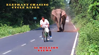 #Elephant# #Chasing# #CycleRider#.